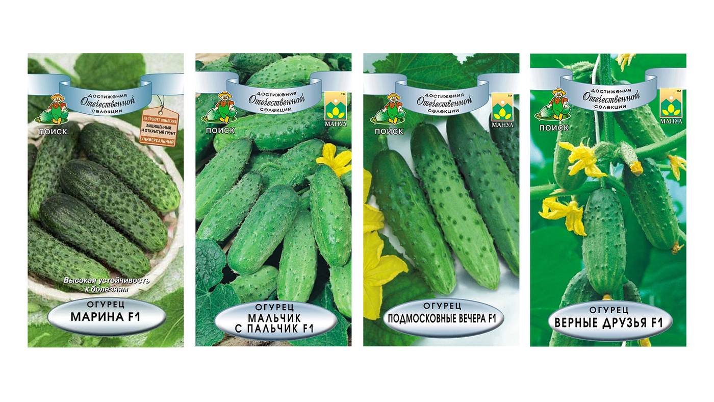 5 голландских семян огурцов: лучшие сорта для открытого грунта и теплиц селекции голландии