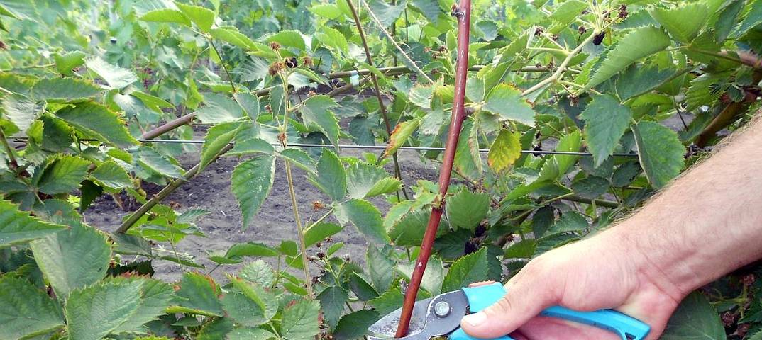 Обработка малины после сбора урожая. Обработка малины весной. Обрезание малины весной фото схемы. Как рыхлить малину весной. Весенний уход за малиной обрезка и подкормка