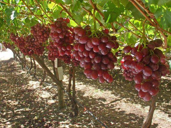 Виноград потомок ризамата — что за сорт, отзывы