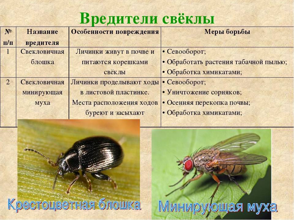 Что такое катаракта: признаки, причины, разновидности, диагностика и лечение - энциклопедия ochkov.net