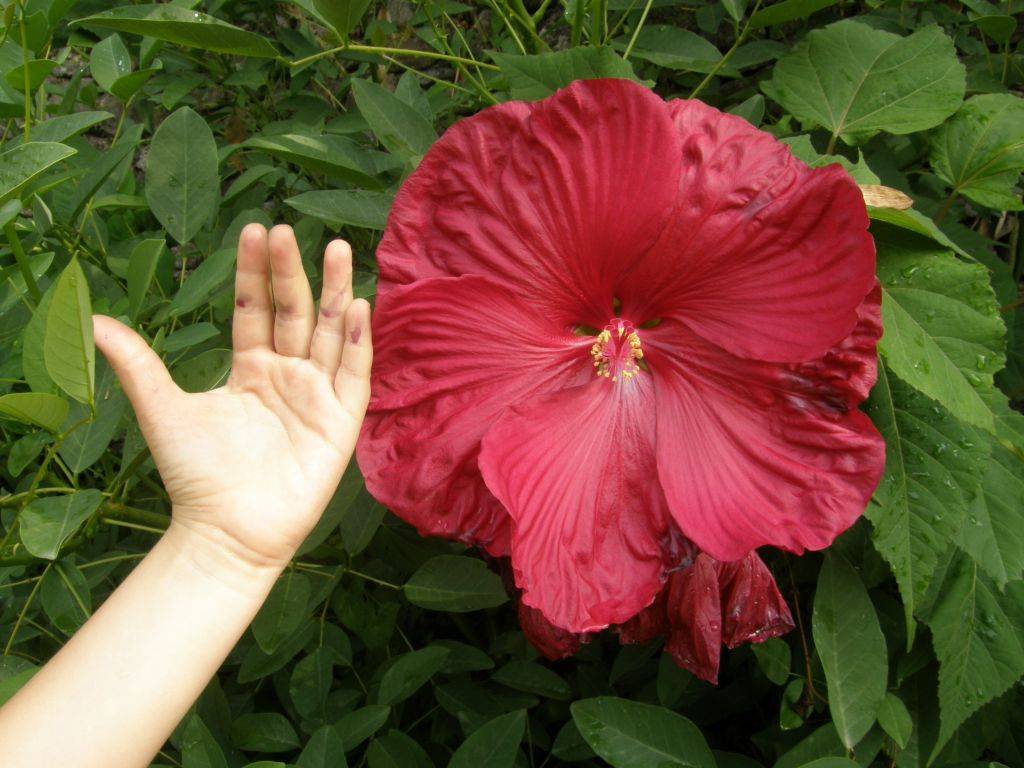 Гибискус махровый: описание и характеристики видов, посадка и уход в открытом грунте