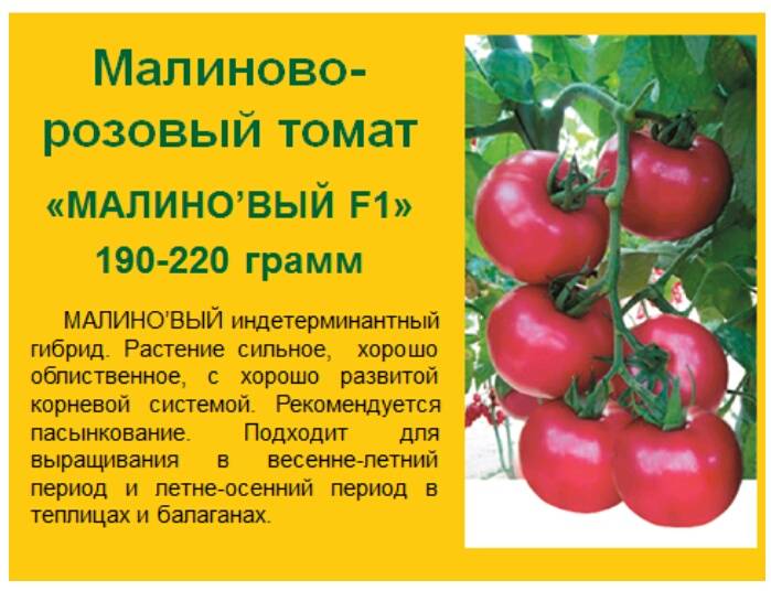 Томат бизнес леди: характеристика и описание сорта, фото и отзывы об урожайности помидоров от фирмы сиб.сад