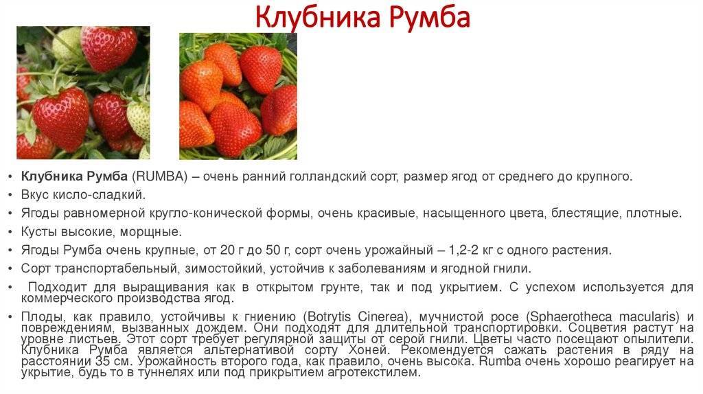 Клубника джоли – описание сорта, фото, отзывы садоводов