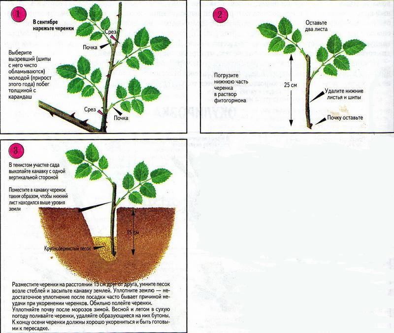 Инструкция по выращиванию яблони из ветки