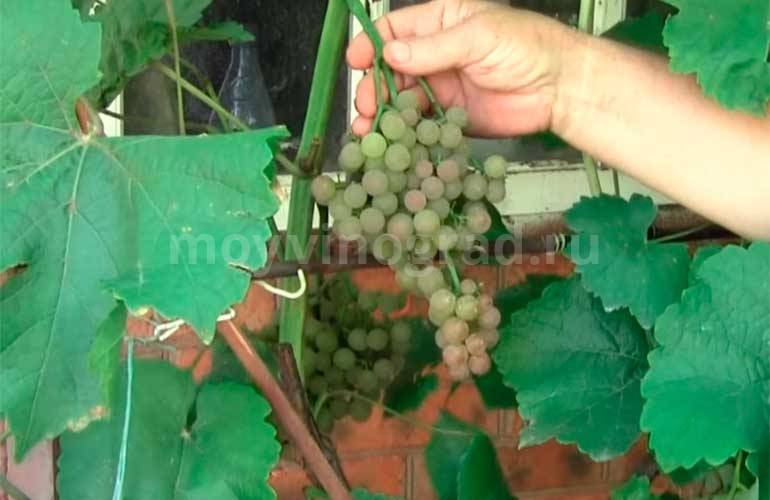 Виноград тасон: описание и характеристики сорта, посадка и выращивание с фото