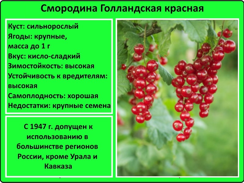 Красная смородина сахарная: описание сорта, фото