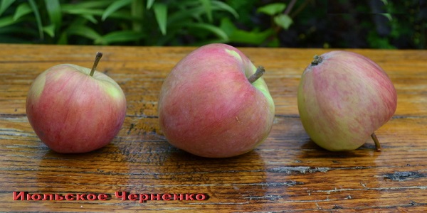 Яблоня июльское черненко: описание, фото, отзывы