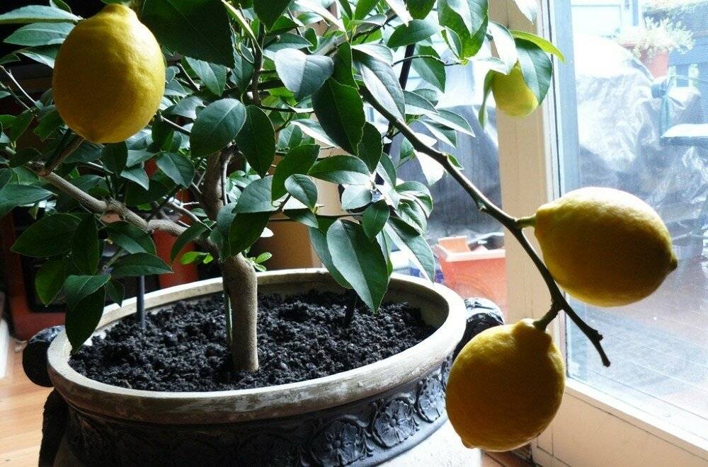 Как вырастить лимон из косточки в домашних условиях: пошагово