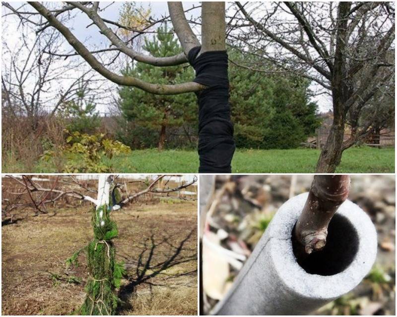 Чем укрыть и утеплить яблоню на зиму от мороза: укрытие для молодых и взрослых деревьев