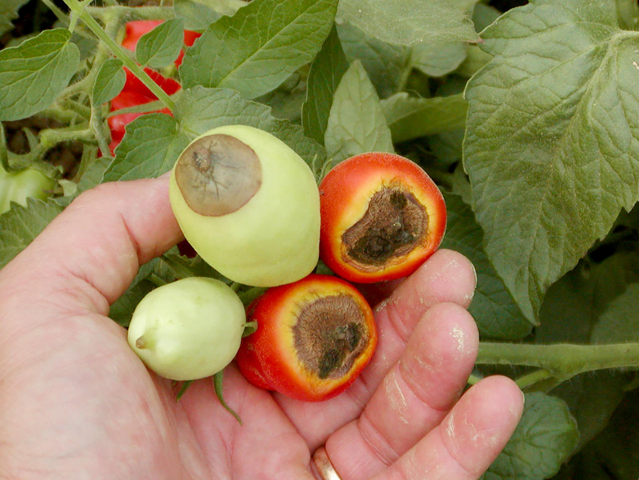 Вершинная гниль томатов в теплице: причины и как бороться с заболеванием