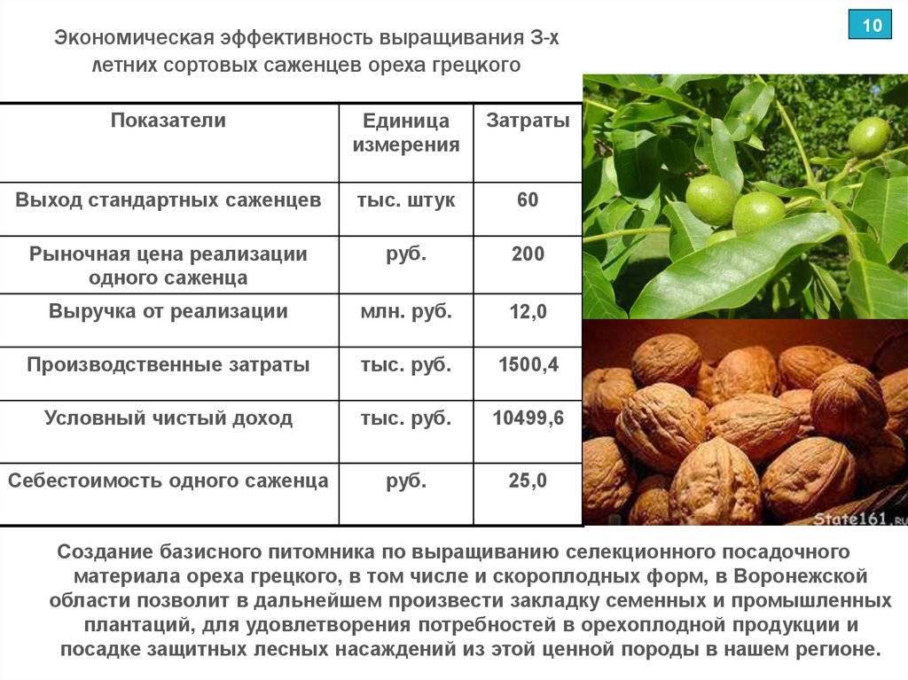 Схема посадки грецкого ореха сорта идеал