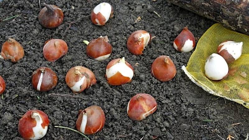 Как хранить луковицы тюльпанов: правила и как подготовить, трудности