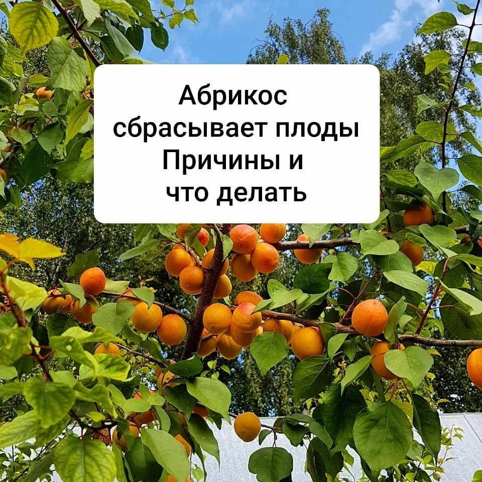 Почему опадают плоды сливы в июне-июле до созревания: причины, устранение ошибок - onwomen.ru
