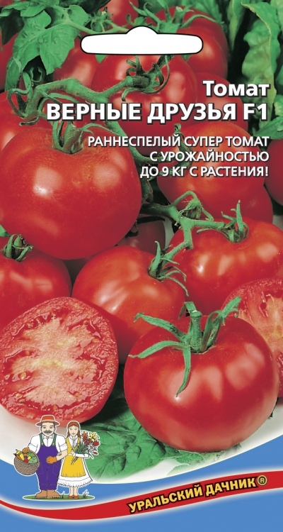 Томат верные друзья: описание и характеристика, отзывы с фото