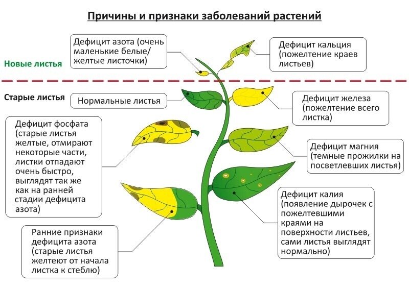 Почему желтеют листья сладкого перца и как ему помочь? фото — ботаничка