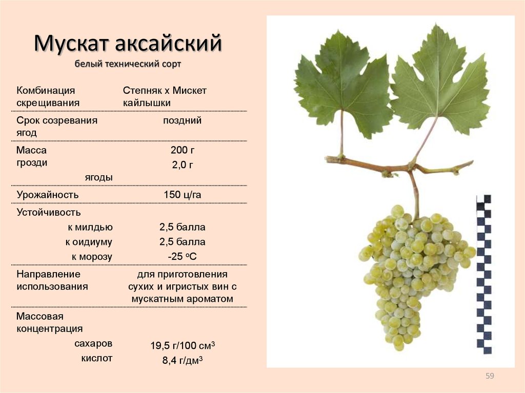 Сорт винограда бианка: описание, фото, отзывы, видео