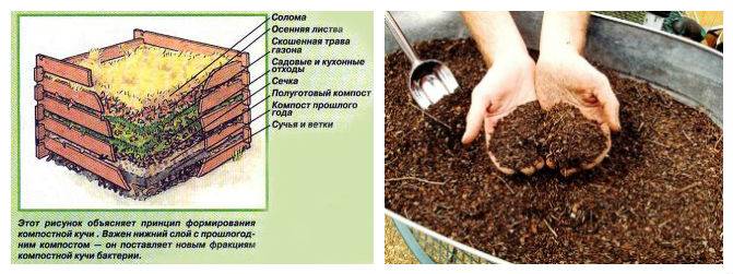 Перегной: как он выглядит и из чего состоит, чем отличается от компоста