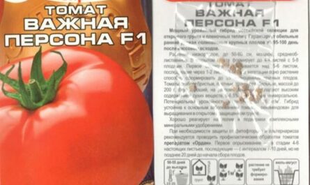 Томат важная персона: отзывы тех, кто сажал, преимущества и недостатки гибрида, инструкция по его выращиванию для получения богатого урожая