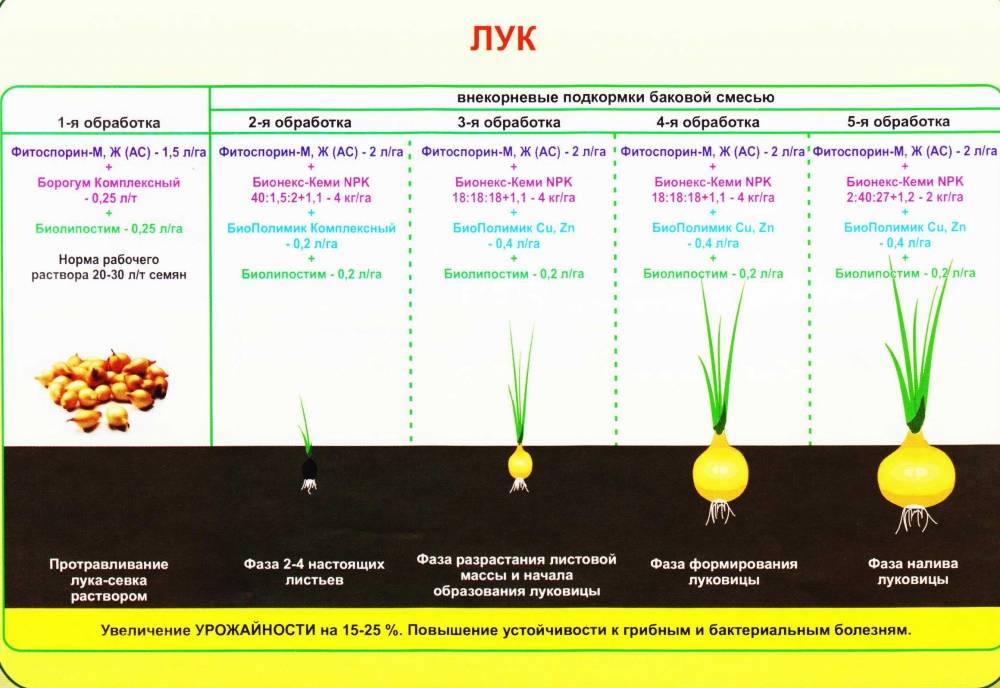 Как и нужно ли поливать чеснок в открытом грунте, когда прекращать