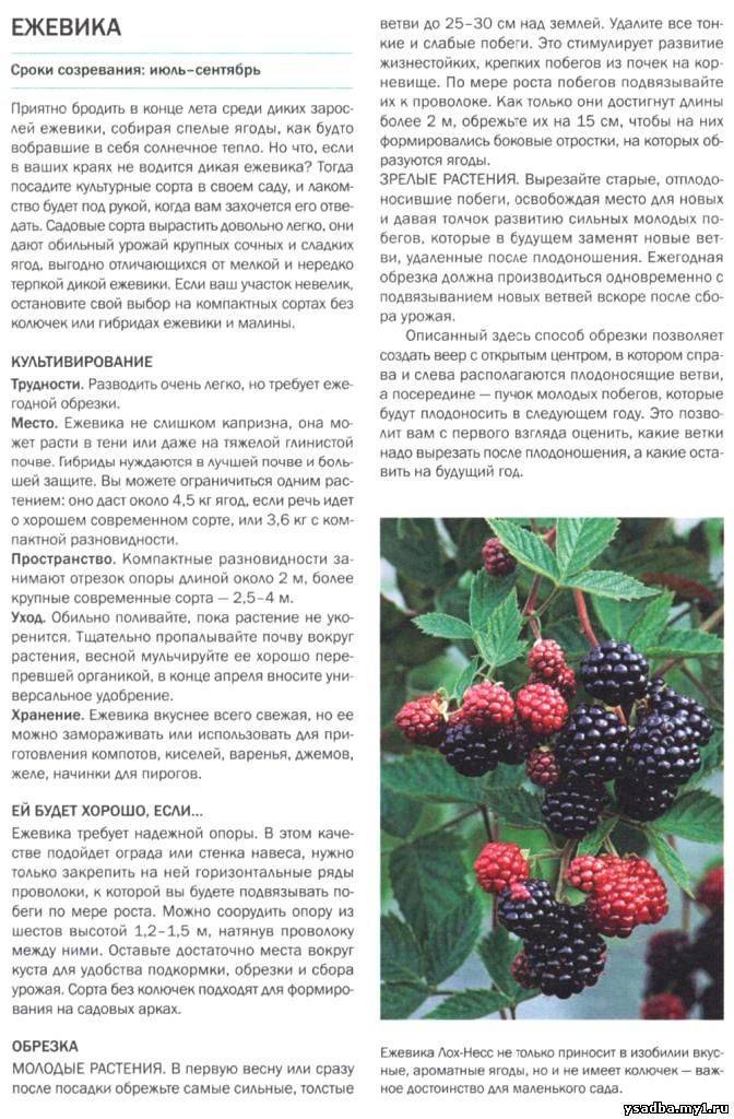 Ежевика: уход и выращивание, размножение и обрезка - sadovnikam.ru