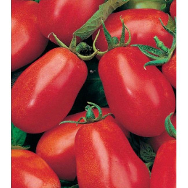 Семена томат транс рио: описание сорта, фото. купить с доставкой или почтой россии.