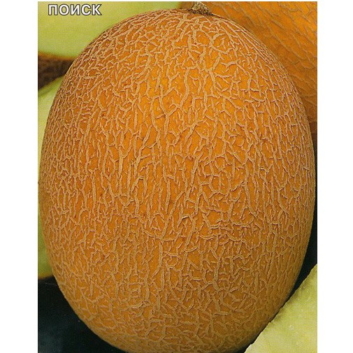 ᐉ как называется дыня внутри оранжевая
