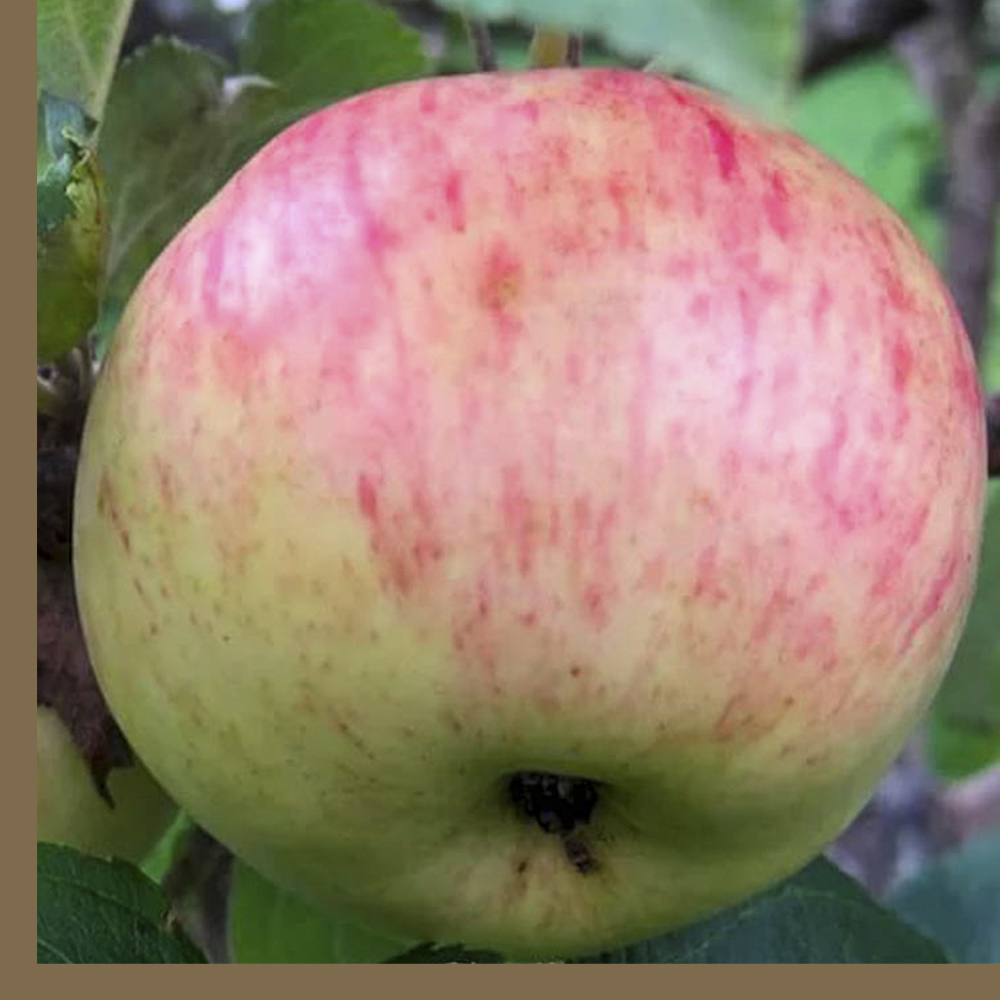 Розовые яблоки — сорта яблок с розовой и красной мякотью