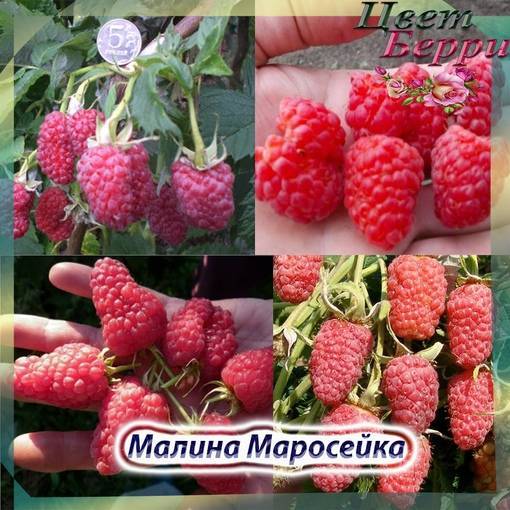 Малина маросейка: описание сорта, фото, отзывы, технология посадки и ухода