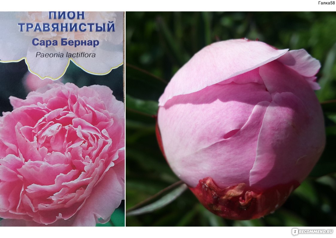 Пион  «сара бернар» (sarah bernhardt)