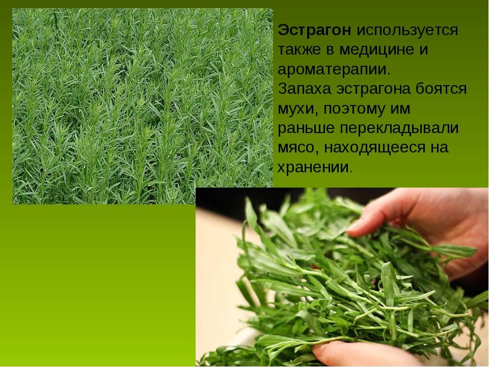Применение и полезные свойства эстрагона