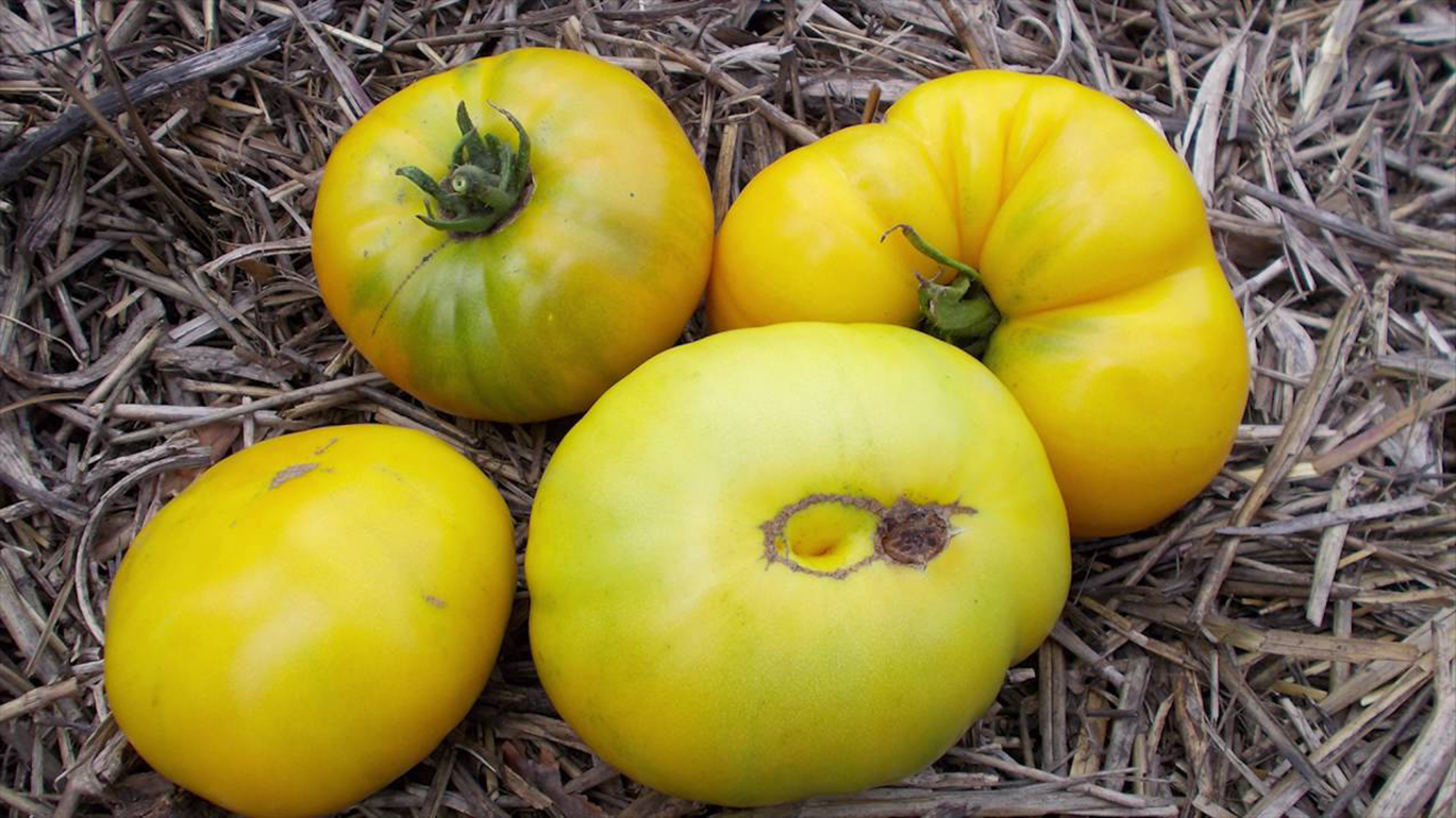 Томат гавайский ананас: характеристика и описание сорта, отзывы, урожайность, фото