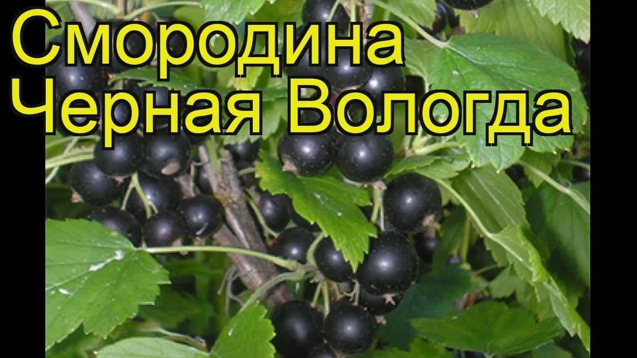 Дачница – характеристика сорта чёрной смородины и способы её выращивания