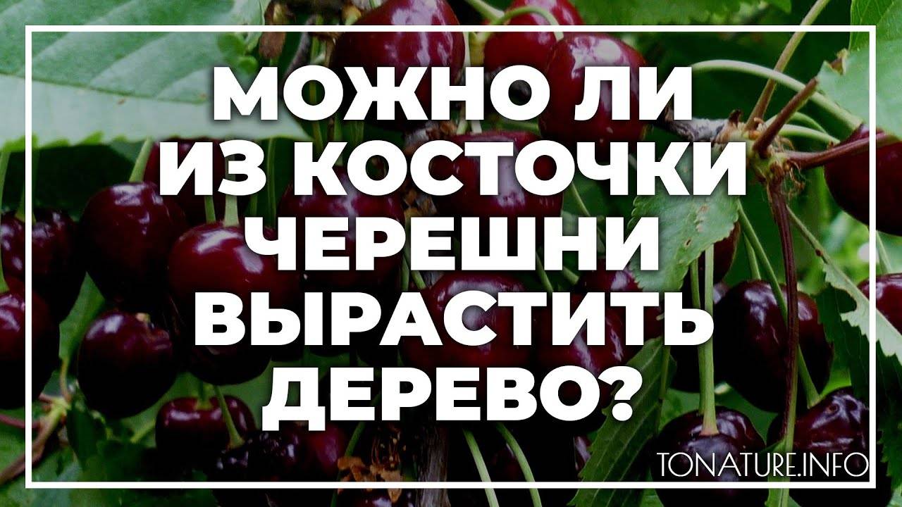Как вырастить черешню из косточки в домашних условиях и можно ли