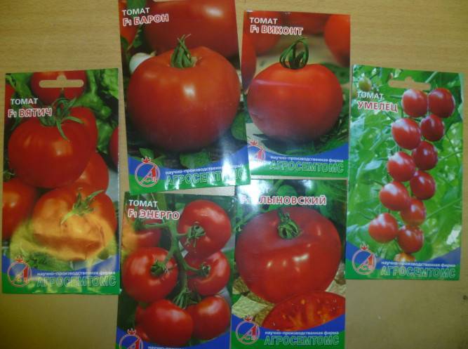 Лучшие сорта томатов для теплицы из поликарбоната с фото и описанием