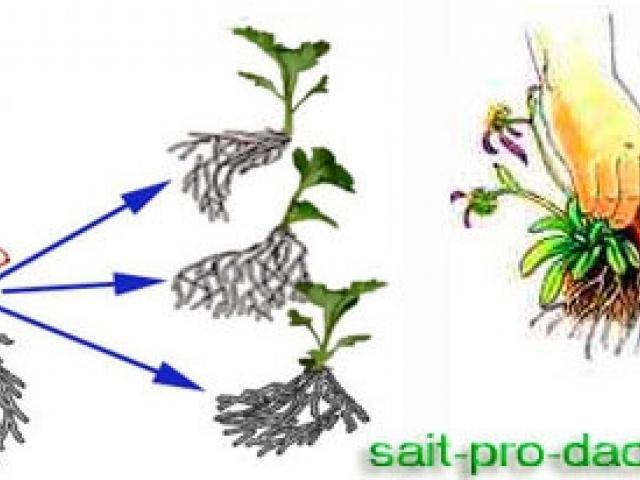 Размножение хризантем: методы, пошаговая инструкция