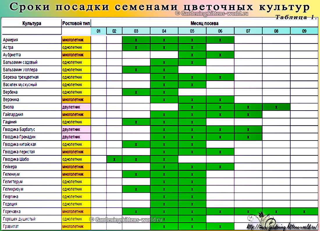 Астра вересковая: описание сортов, правила посадки и ухода, нюансы выращивания