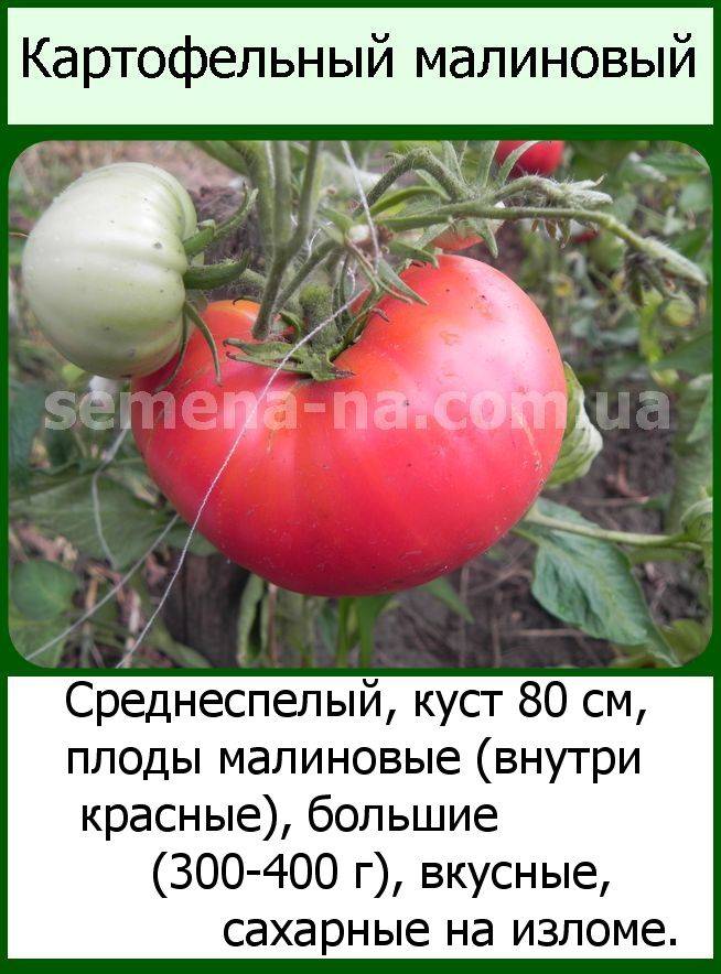 Описание томата картофельный малиновый и агротехника выращивания