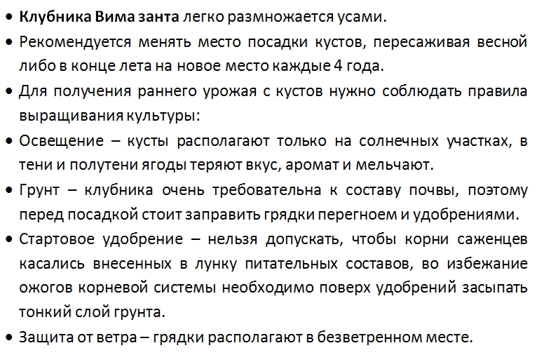 Земляника сорта вима рина: отзывы с фотографиями и описанием