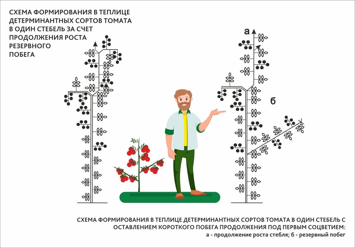 Индетерминантные и детерминантные сорта томатов: что это такое и как их выращивать?