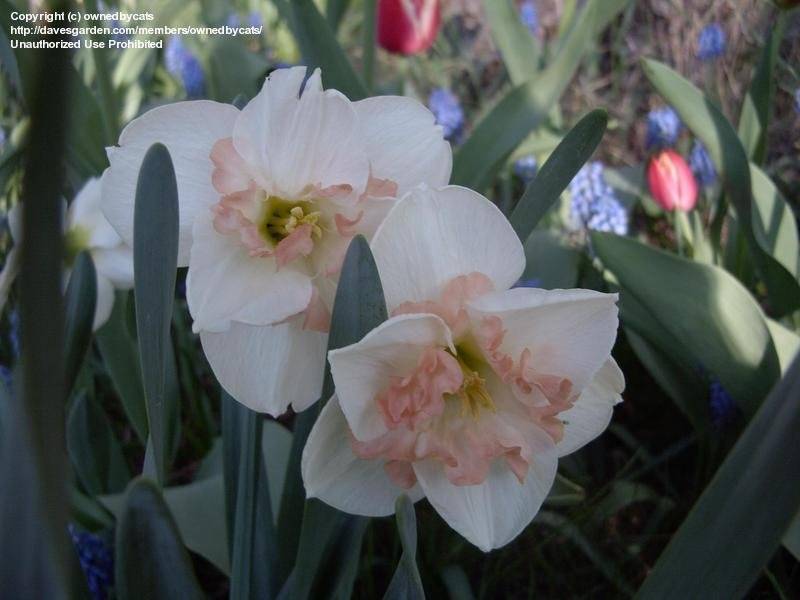 Нарциссы - сорта история и легенды