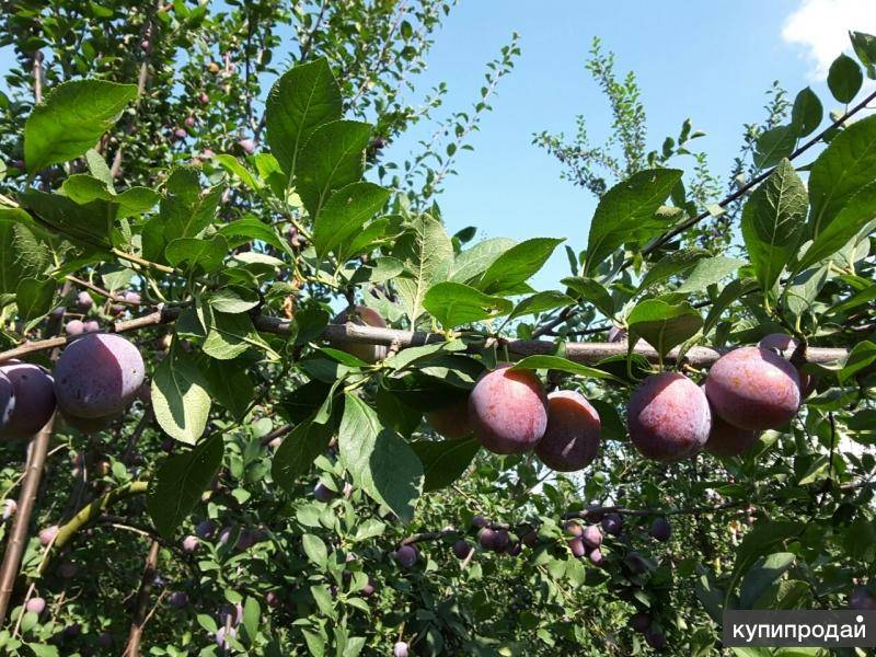 Слива кабардинская. Слива сорт Кабардинка. Слива Кабардинка дерево.