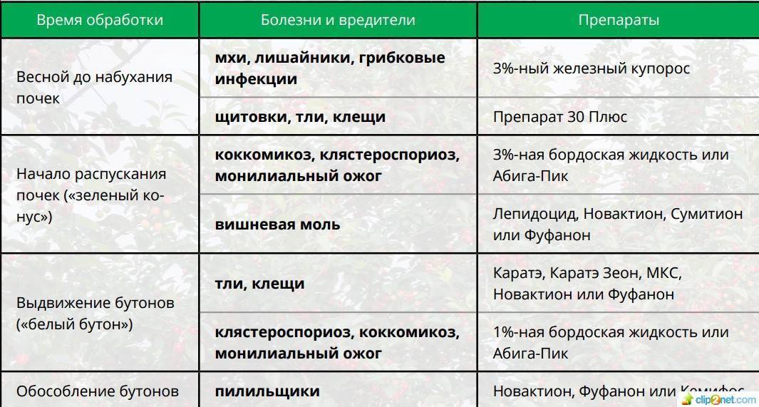 Вишневая муха методы борьбы - чем обработать черешню и вишню от вишневой мухи: инсектициды, народные средства, ловушки