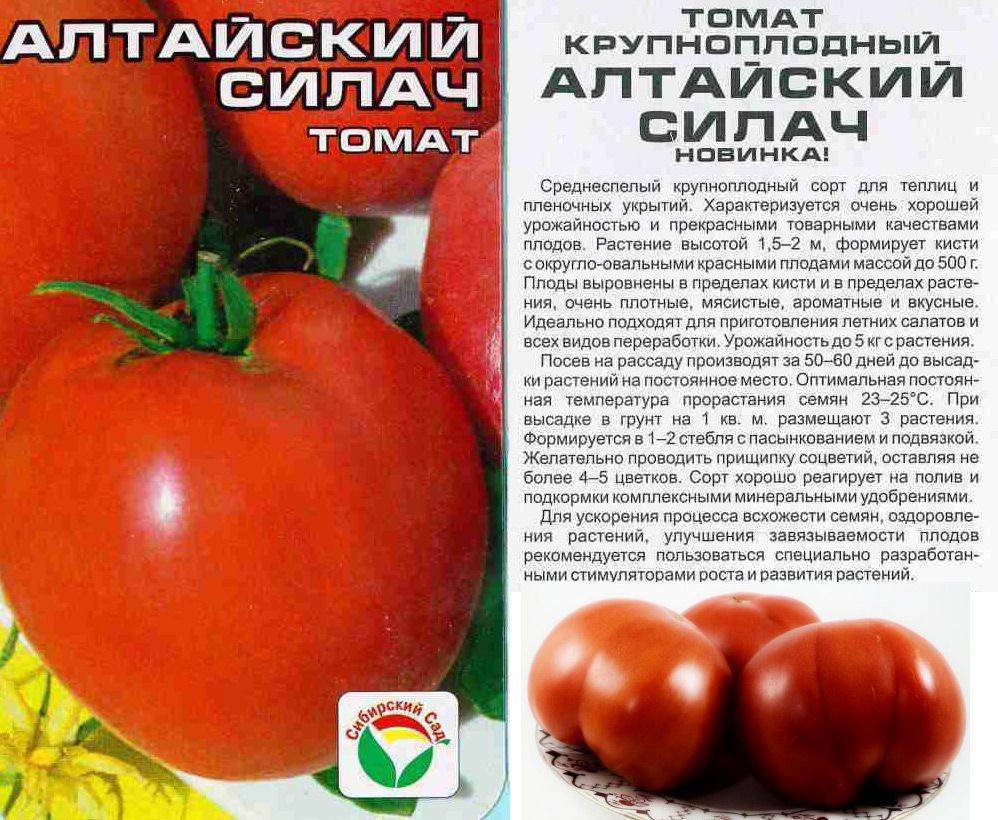 Описание сорта томата купчиха, его преимущества и выращивание