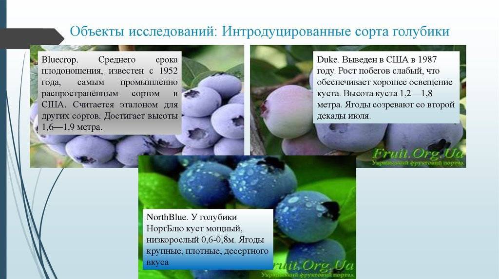 Голубика элизабет: характеристика сорта и тонкости выращивания