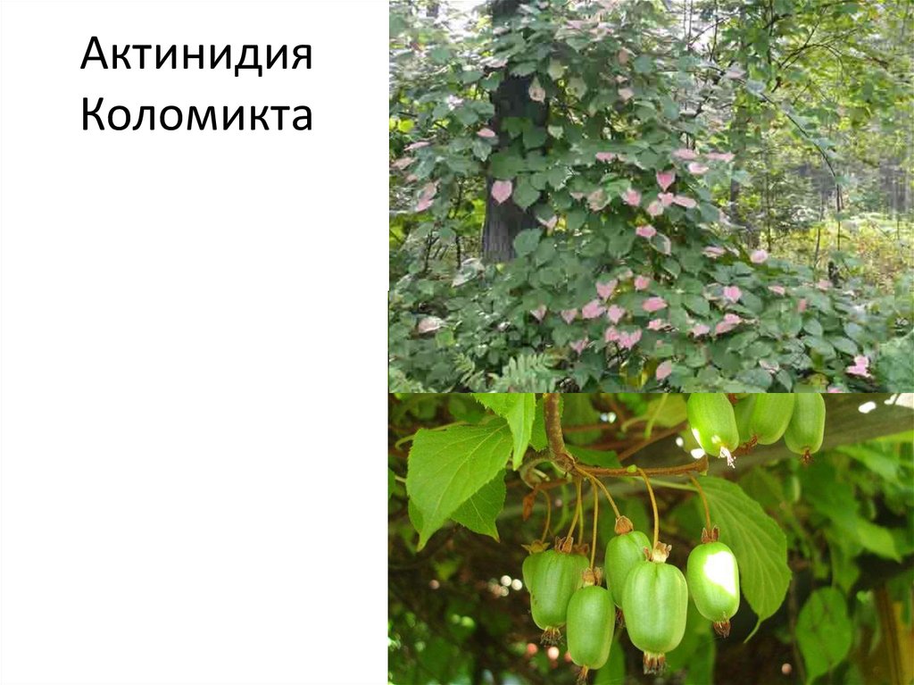 Актинидия — всё о выращивании чудо-ягоды