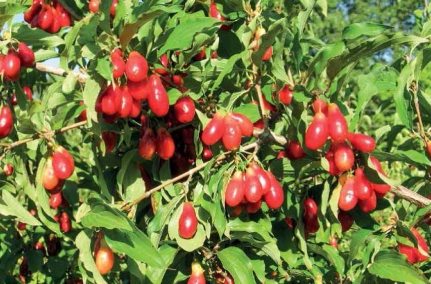 Как вырастить персики в подмосковье | садоводство и огородничество