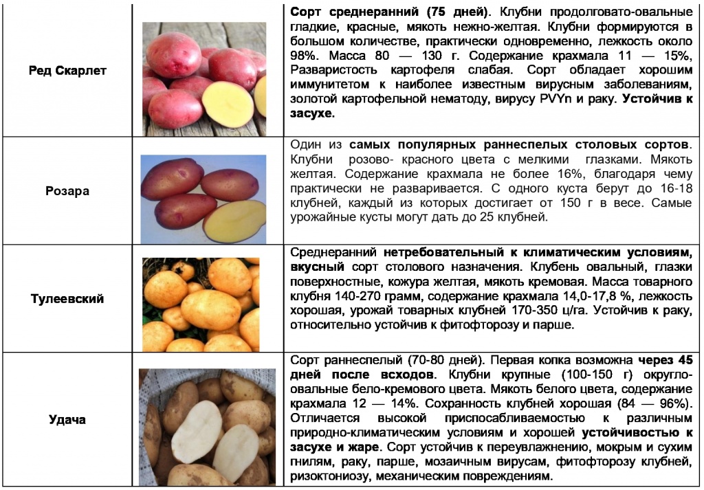 Картофель удача: описание и характеристики сорта, срок созревания и выращивание