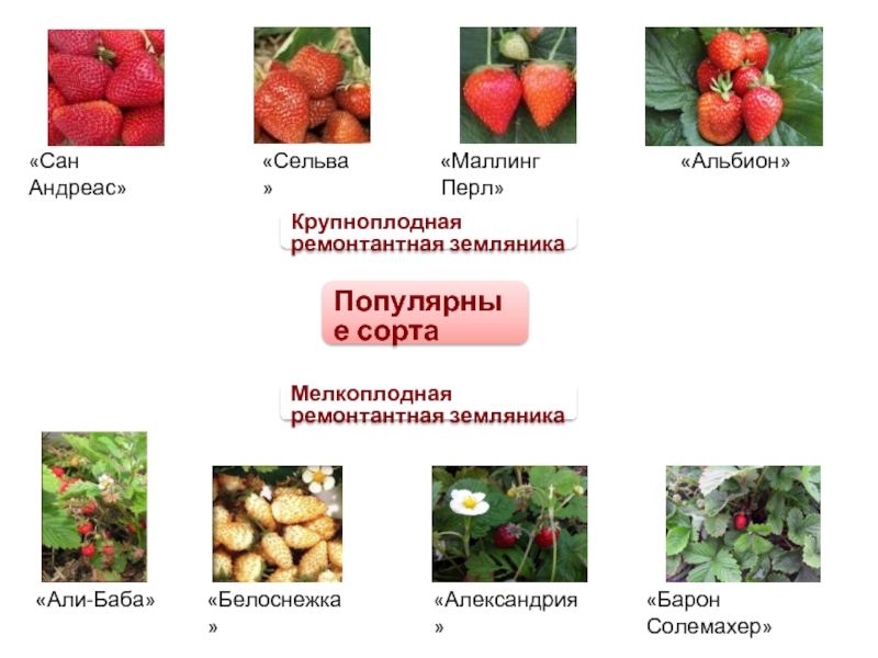 Клубника альбион схема посадки
