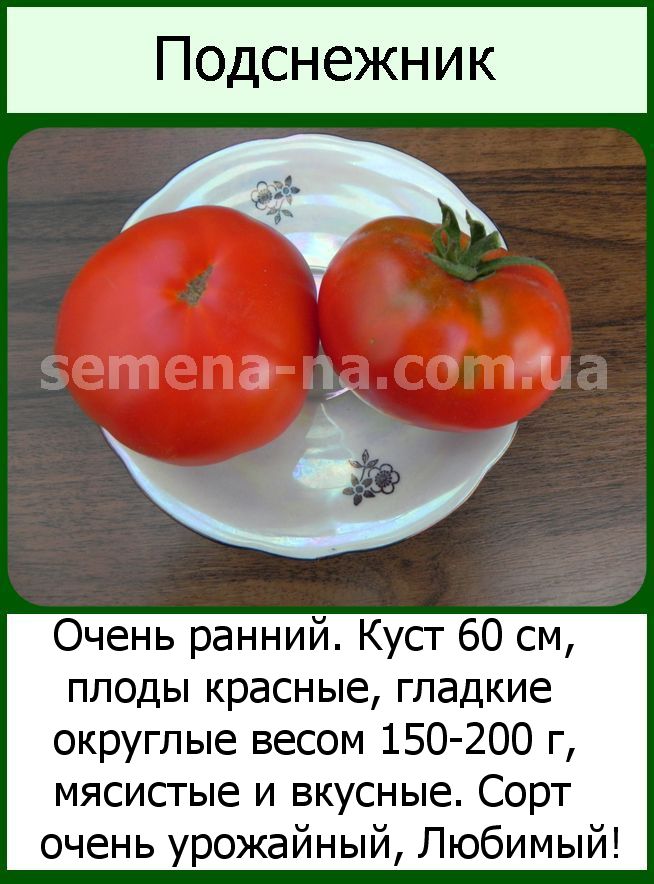 Томат «подснежник». описание сорта — характеристика урожайности и агротехника посадки, ухода и выращивания помидора (фото)