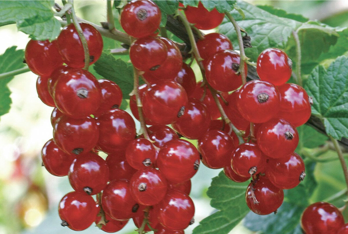 Смородина красная сахарная: описание сорта и характеристика, посадка и уход, отзывы с фото